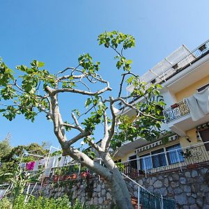 Monalisa - Capri View