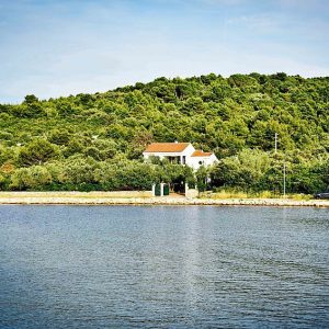 The Olive Tree House